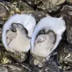 oysters-1