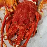 lobster