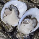 oysters