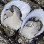 oysters