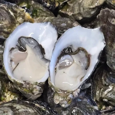 oysters-1